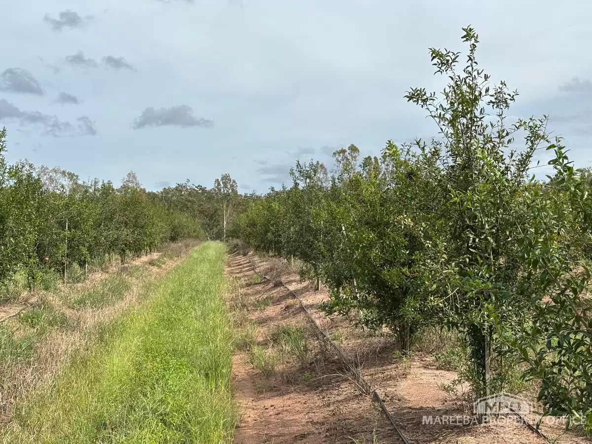 446 Chewko Road, Mareeba, QLD, Mareeba - Thumbnail 2